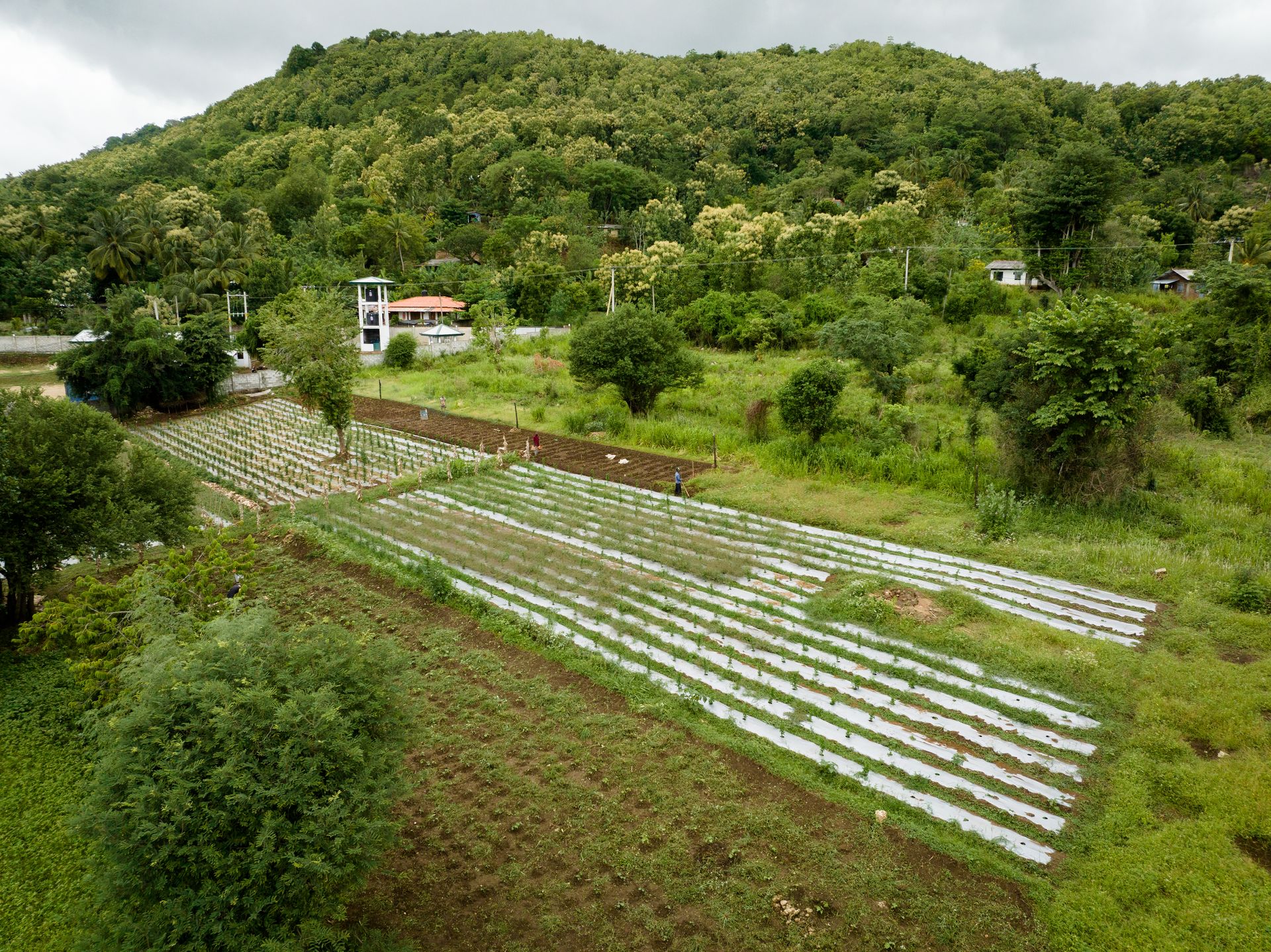 Plantation Silk Route Ventures New