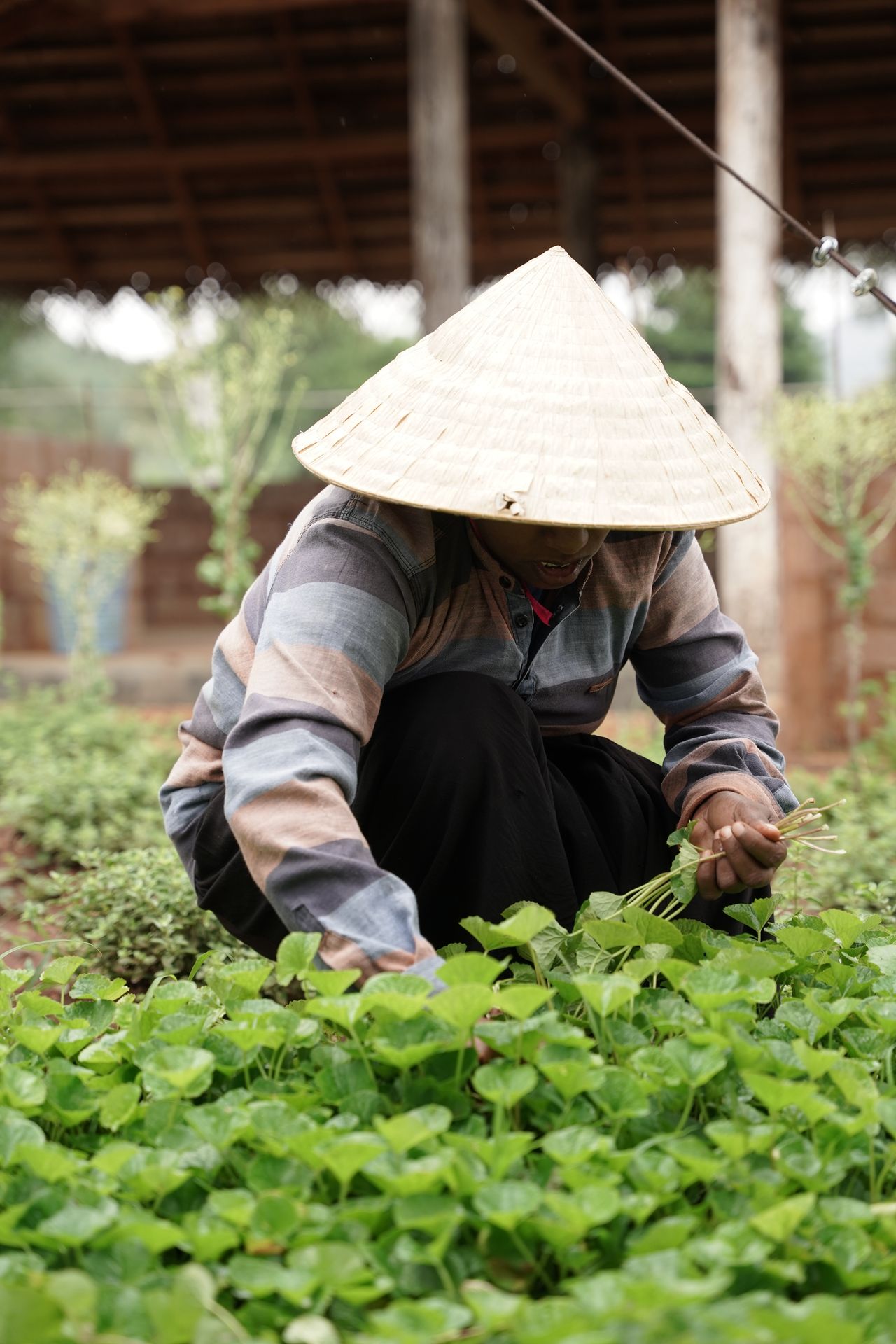 Plantation Silk Route Ventures New